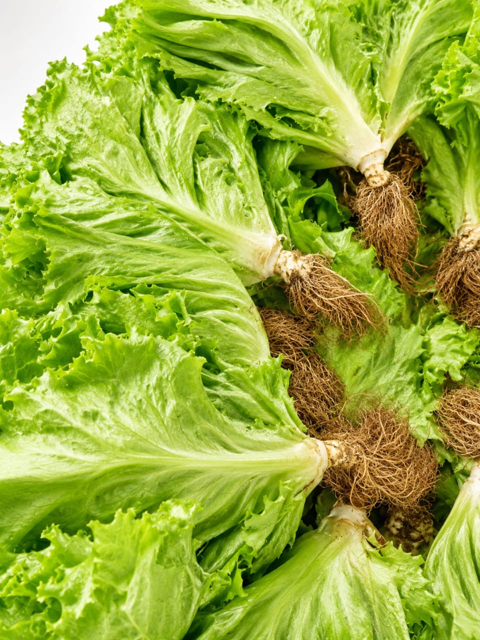 Lettuce, head, sourced from Ogun State, Jos