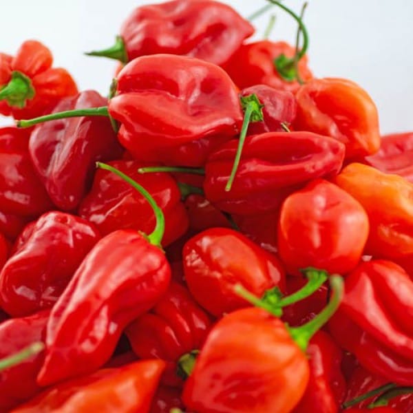 Red habanero, kg, sourced from Ogun State, Jos
