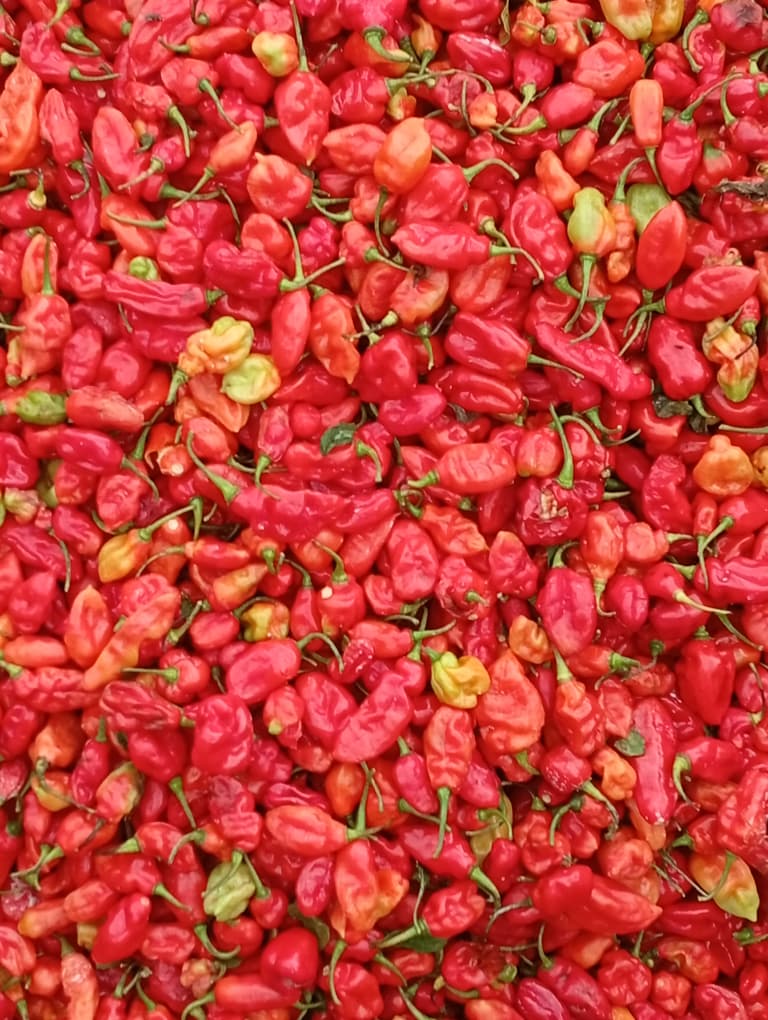 Rodo, kg, sourced from Ogun State, Jos