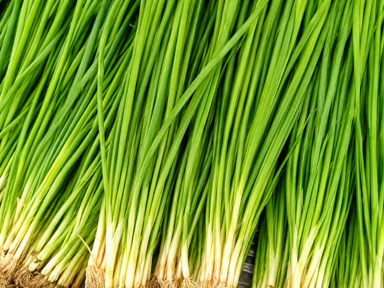 Spring Onion, kg, sourced from Ogun State, Jos