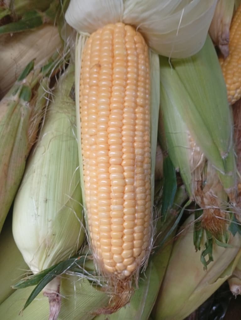 Sweet Corn, kg, sourced from Ogun State, Jos