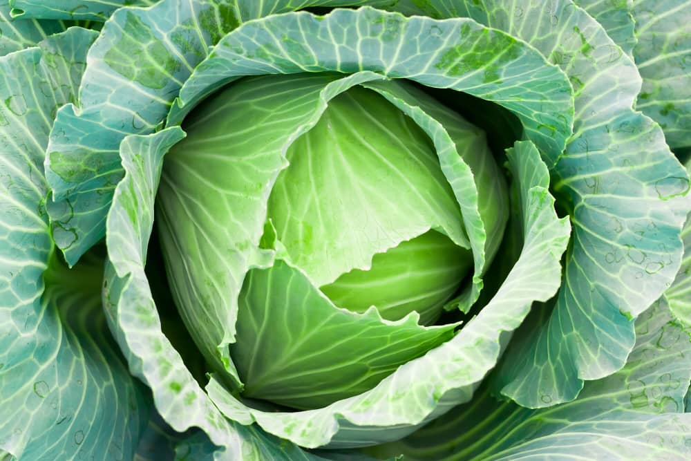 White Cabbage, head, sourced from Ogun State, Jos